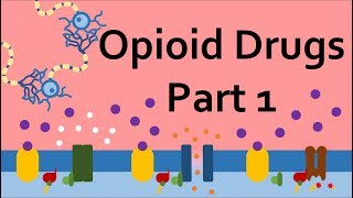 Opioid Drugs Part 1 Mechanism of Action [upl. by Doersten]