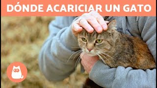 ¿Dónde acariciar a un gato  ZONAS FAVORITAS Y MÁS [upl. by Ahselyt528]