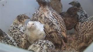 How To Check Quail Birds Before Buying [upl. by Anitnerolf]