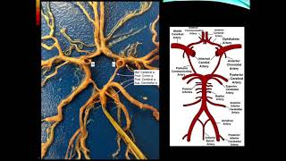 Cerebrovascular Disease Part 1 [upl. by Adelind]