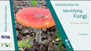 Introduction to Identifying Fungi [upl. by Herminia]