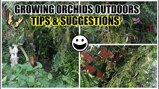 Methods amp Techniques for Outdoor Orchid  Plant Growing amp Creating Micro Climate amp Environment [upl. by Dnomaj]