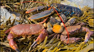 Coastal Foraging  Lobster Cockles Clam and Crab Beach Cook Up [upl. by Bluhm]