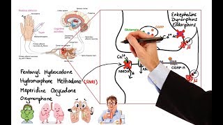 Pharmacology  OPIOIDS MADE EASY [upl. by Najtsirk]