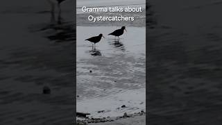 Gramma talks about Oystercatchers [upl. by Hedvah]