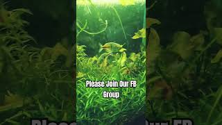 The Walstad Method FB fish aquarium fishtube [upl. by Aleakcim]