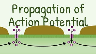 Propagation of Action Potential [upl. by Aisset]