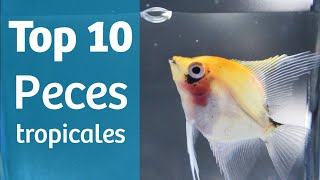 TOP 10 TROPICALES 🔟🐠 Peces para tu acuario tropical [upl. by Mihe]