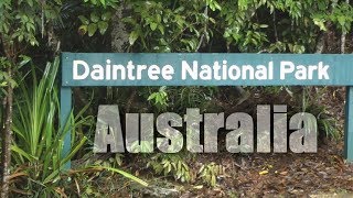 Australia Daintree Rainforest  HD [upl. by Bernardina91]