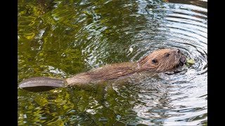 Beaver Building A Dam [upl. by Keverian879]