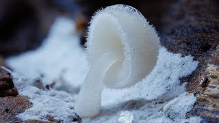 Beautiful Rare Mushrooms  Fungi plant growth [upl. by Notfol]