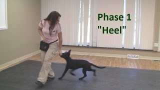 How to Train a Dog to quotHeelquot K91com [upl. by Tati250]