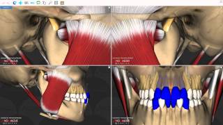 Mandibular Movements [upl. by Notfol]