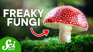 The Craziest Fungi On Earth Today [upl. by Stephanus]