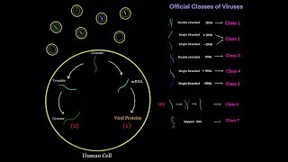 Virus Life Cycle for Different Viral Genomes dsDNA ssDNA dsRNA ssRNA  sense  sense MCAT [upl. by Korfonta7]