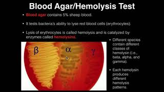 Microbiology HemolysisBlood Agar [upl. by Moffitt]