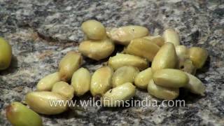 Neem nimoli fruit  Azadirachta indica  the wonder herb [upl. by Gillian471]