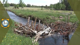 Beaver Dam Analogs [upl. by Arual]