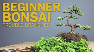 Beginner Bonsai Styling  Choosing Branches to Cut [upl. by Jacques172]