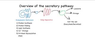 Overview of the secretory pathway [upl. by Ainex732]