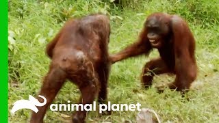 Orangutans Fight For Dominance While Leader Hamlet Is Trapped  Orangutan Island [upl. by Madox]