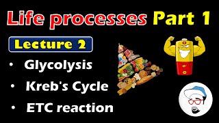 Glycolysis Krebs Cycle ETC reaction  Life processes in Living Organisms Part 1 Class 10 SSC [upl. by Anitneuq]