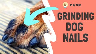 How to Grind Dog Nails With a Dremel [upl. by Annekim746]