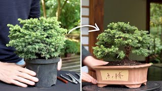 How to make a Bonsai tree [upl. by Zillah]