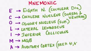 AUDITORY PATHWAY  ENT PHYSIOLOGY [upl. by Jarrad59]