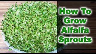 How To Grow Alfalfa Sprouts  3 EASY Steps 2019 [upl. by Letty]