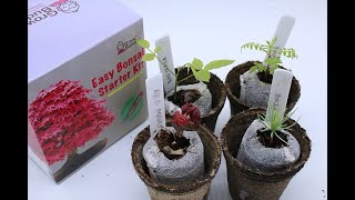 Grow Your Own Bonsai Tree From Seeds  Grow Buddha Starter Kit [upl. by Anale505]