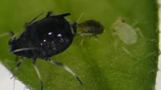 Cowpea aphid gives birth to live nymph  PestBites by Cesar [upl. by Seniag876]