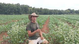 Cowpeas as a Cover Crop [upl. by Alegnatal105]