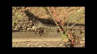 Western Fence Lizard Doing Pushups [upl. by Dnaleel]