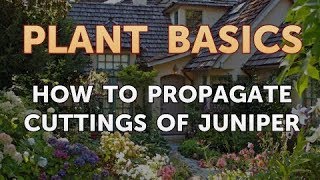 How to Propagate Cuttings of Juniper [upl. by Aicsila987]