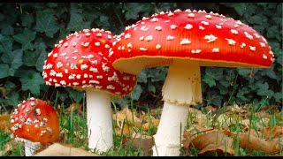 Introduction to Mycology [upl. by Odnomar]