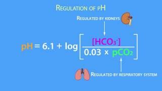 AcidBase Regulation Henderson Hasselbach Equation [upl. by Jorge]