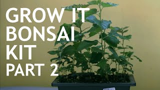 Grow It Bonsai Kit 6 12months Part 2 [upl. by Jolee]