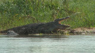 Monster Crocodile in Mozambique [upl. by Uke]