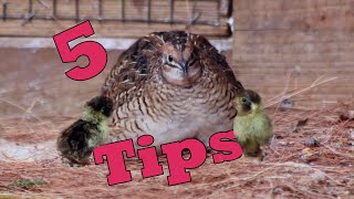 5 Easy Tips to Breed QUAILS Naturally [upl. by Anema84]