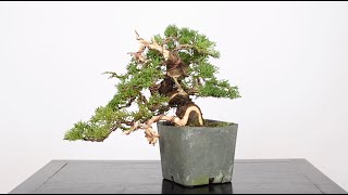 Shohin Juniper Bonsai from Cuttings Part 2  BonsaiU [upl. by Ecikram]