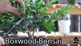 Boxwood Bonsai  shaping and wiring [upl. by Annaoy341]