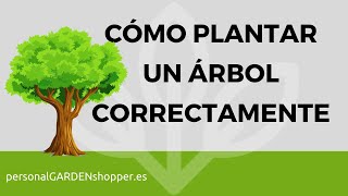 CÓMO PLANTAR UN ÁRBOL CORRECTAMENTE [upl. by Eirehs]