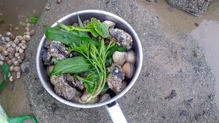 Coastal foraging with Craig Evans razor fish clams and wild greens [upl. by Bui568]