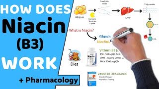 How does Niacin B3 Work  Pharmacology [upl. by Nitsu904]