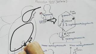 Plasmodium vivax life cycle Hindi Malaria [upl. by Perseus]