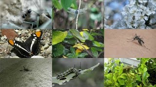 Insects for kids pronunciation in English with videos [upl. by Alli]