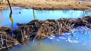 Using Excavator to Remove Beaver Dams [upl. by Quentin]