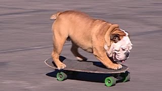 Remembering Tillman the skateboarding bulldog [upl. by Assirak]